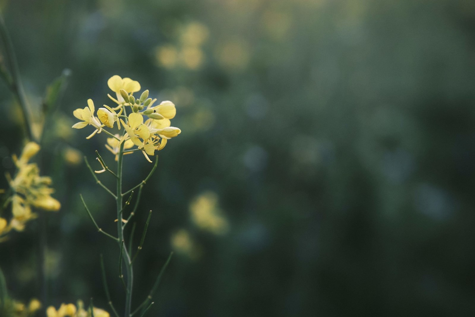 暗い背景に黄色い菜の花が浮かび上がっている
