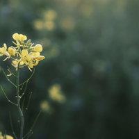 暗がりに浮かぶ黄色い菜の花の写真