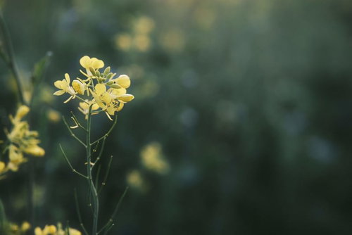 暗がりに浮かぶ黄色い菜の花