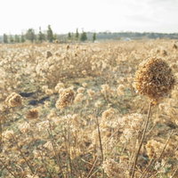 秋の枯れたアジサイ畑の季節風景の写真