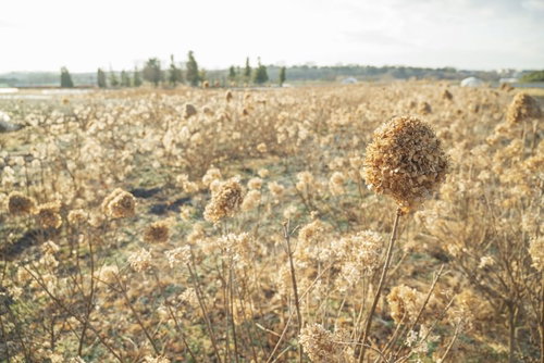 秋の枯れたアジサイ畑の季節風景