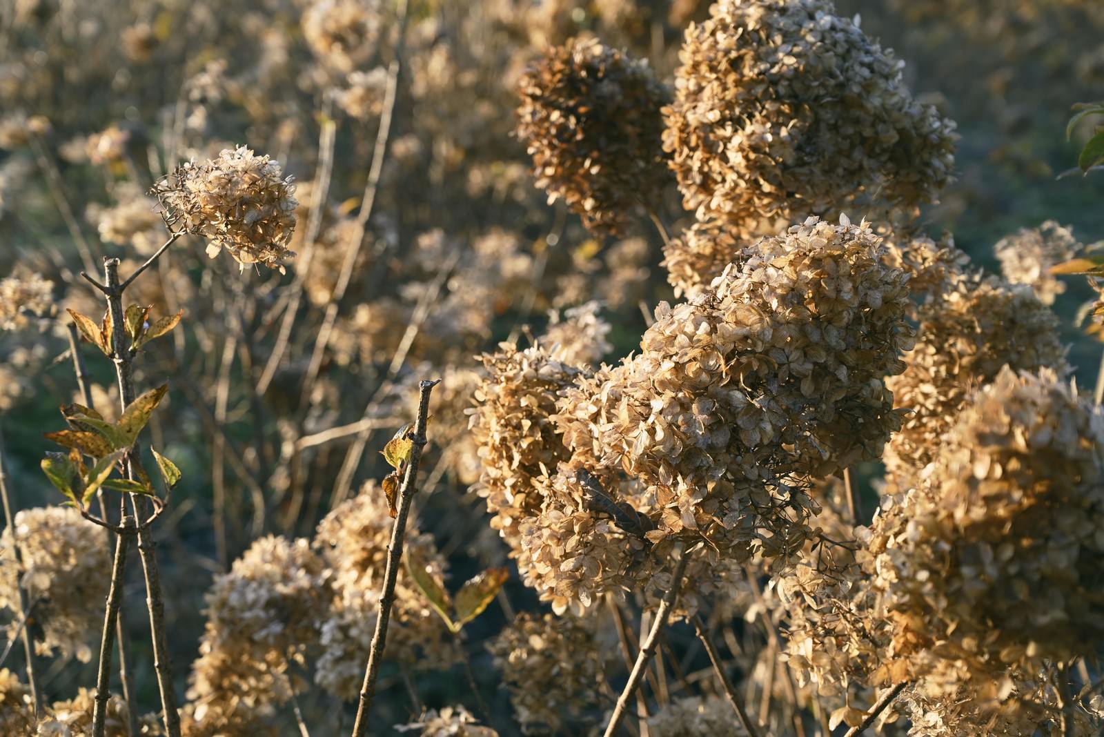 茶色に変色して枯れたあじさいの花が密集している様子
