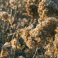 茶色に変色して朽ちるあじさいの花びらの写真