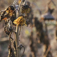 夏の終わりに朽ちる枯れたひまわり畑の写真