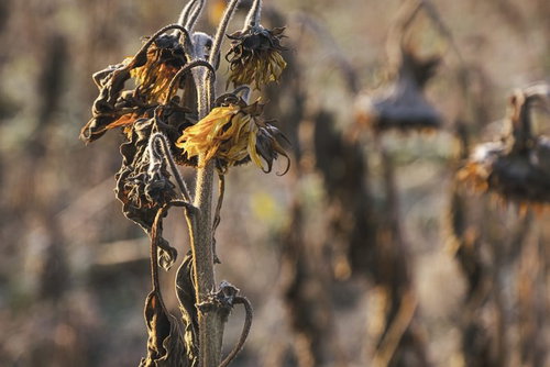 夏の終わりに朽ちる枯れたひまわり畑