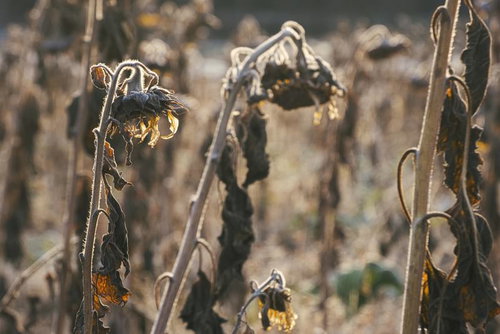 枯れて下向きに垂れ下がるヒマワリの花と種子