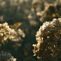 アジサイ畑の枯れ果てた紫陽花と季節の移ろいの写真