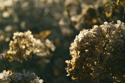 アジサイ畑の枯れ果てた紫陽花と季節の移ろい