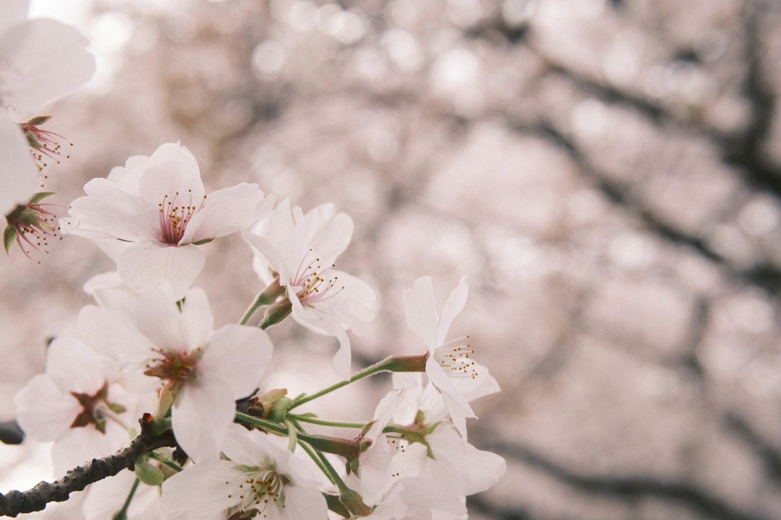 淡いピンク色の桜の花が枝に咲いている春の風景
