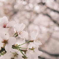柔らかなピンク色の満開の桜の枝、春の季節を彩る淡色の花々の写真