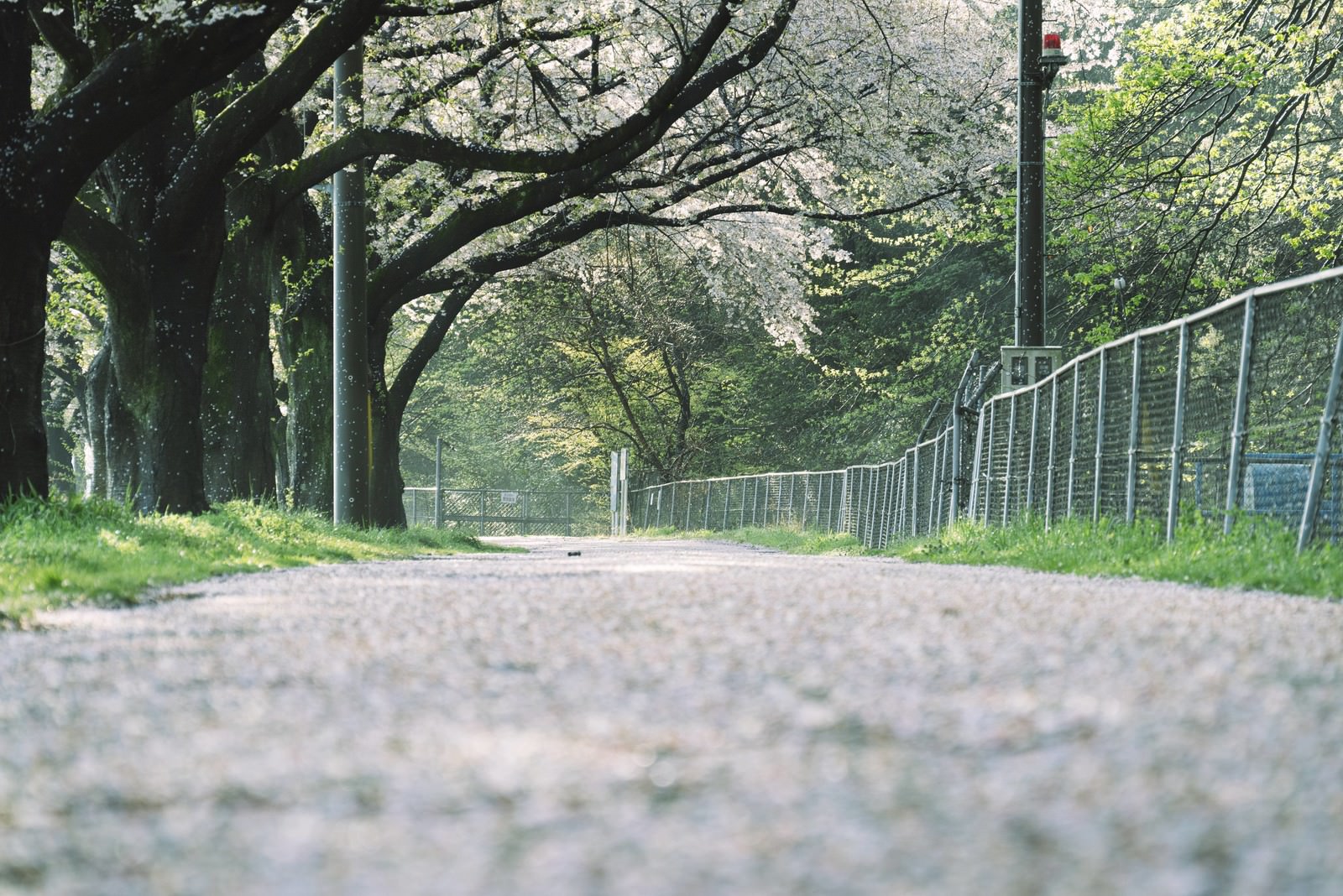 満開の桜が咲き誇る並木道の散歩道を低いアングルから撮影