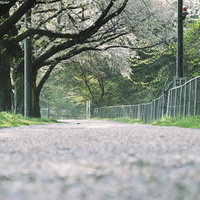 桜で埋め尽くされた並木道の散歩道を歩む春の風景の写真