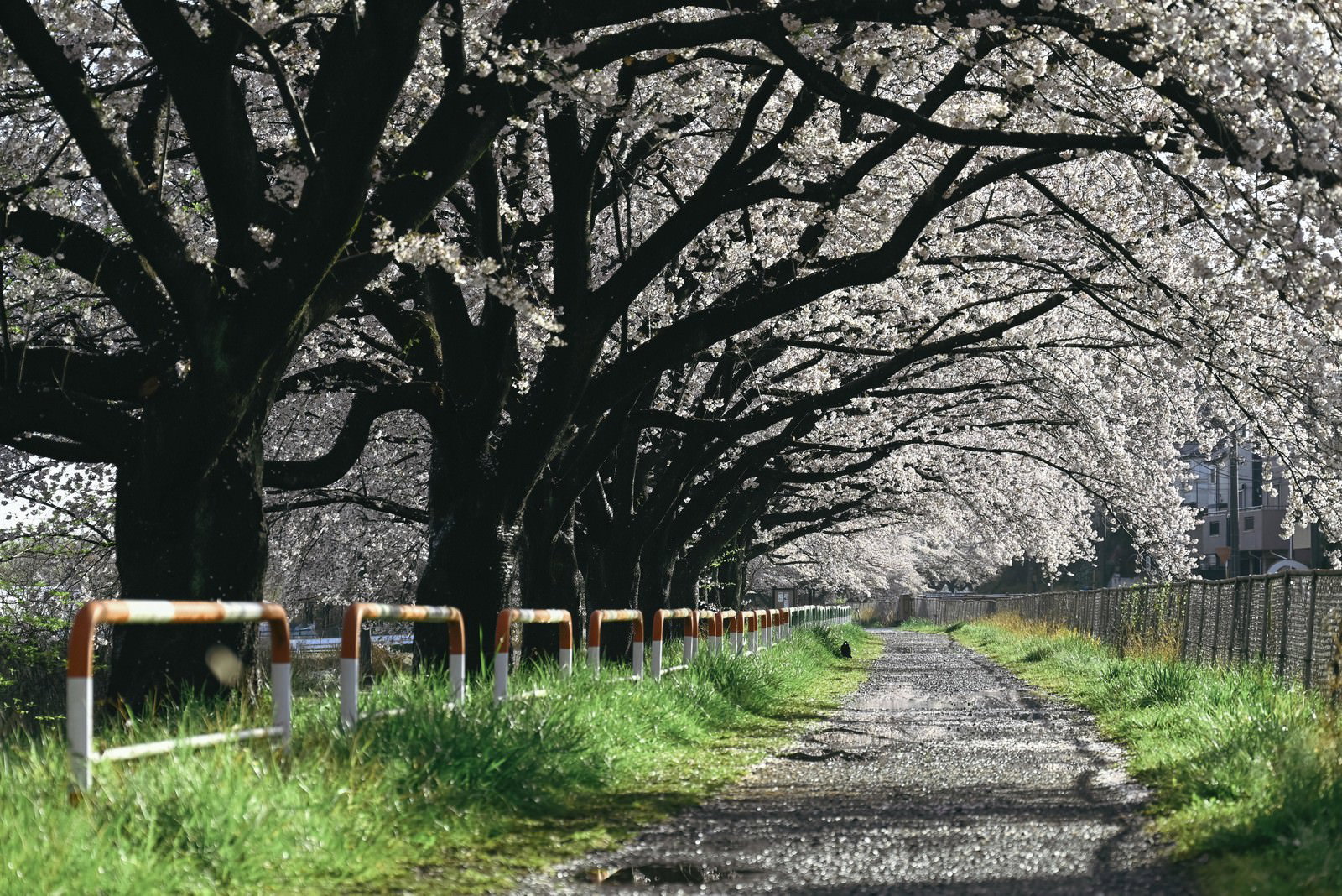 両側に桜の木が立ち並ぶ土の散歩道