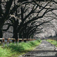 両側に桜が立ち並ぶ散歩道の写真
