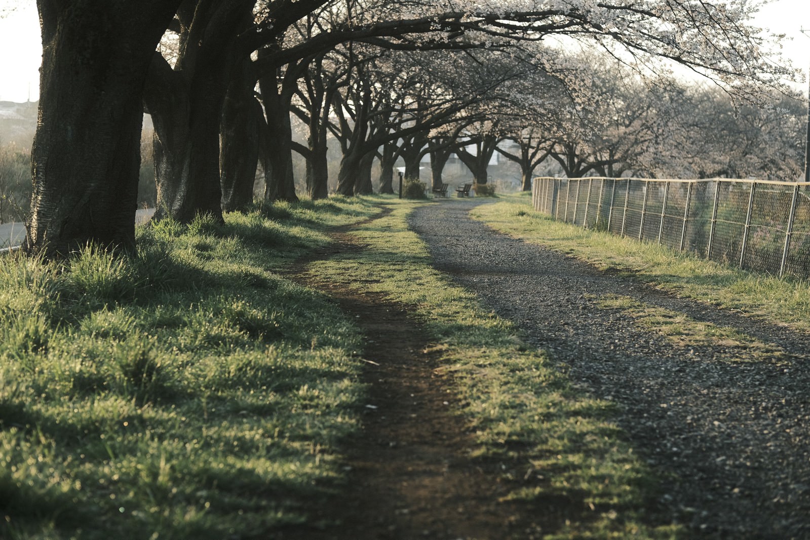 桜並木が続く舗装された散歩道に木漏れ日が差し込む春の風景