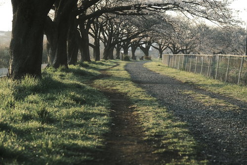 春の桜並木を歩く散歩道 - 木漏れ日が優しく差し込む舗装された並木道