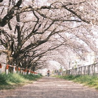 桜並木を歩く人と春の遊歩道の写真