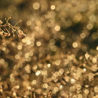 金色の玉ボケを背景にした春のナズナの野草の写真