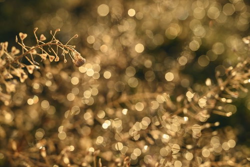 金色の玉ボケを背景にした春のナズナの野草