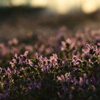 空き地を埋め尽くすピンクの小さな山野草の群生の写真