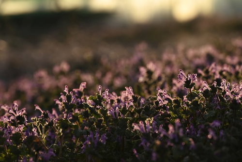 空き地を埋め尽くすピンクの小さな山野草の群生