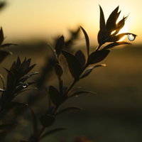 色づく陽に光る葉の水滴、黄昏時のシルエットの写真