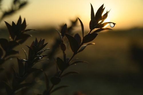 色づく陽に光る葉の水滴、黄昏時のシルエット