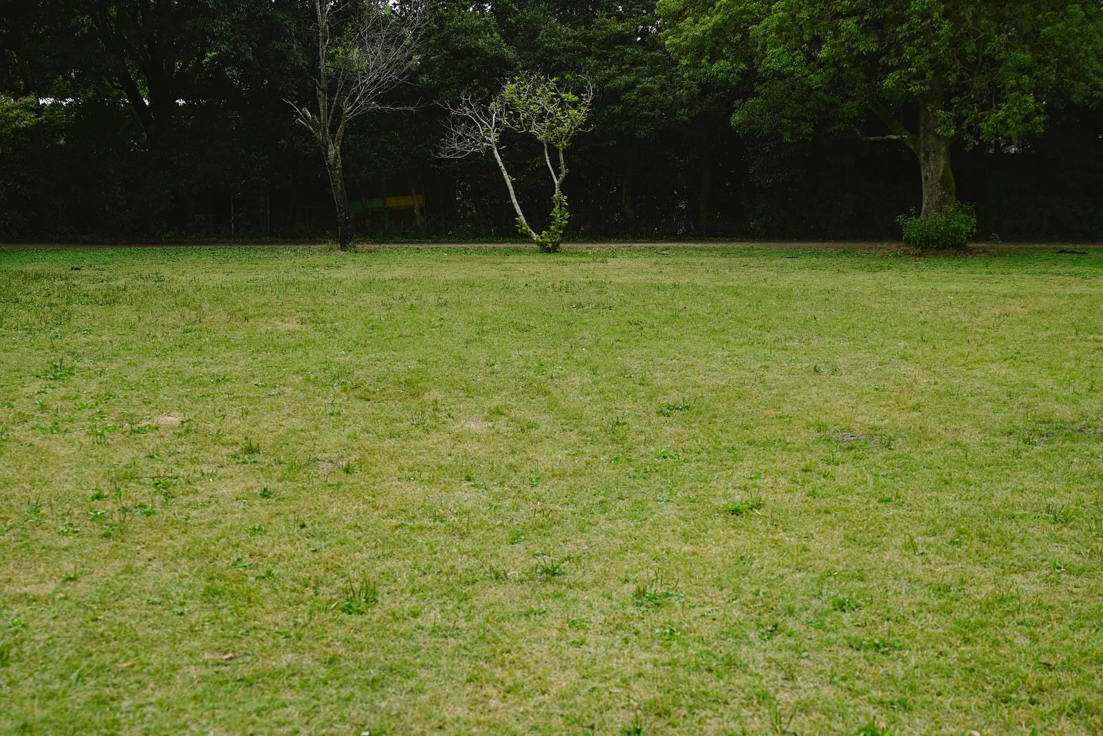 広い芝生の原っぱと奥に立つ細い木々が写った自然の風景