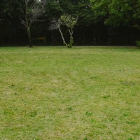 広い芝生の原っぱの向こうに浮かぶか細い木々の写真