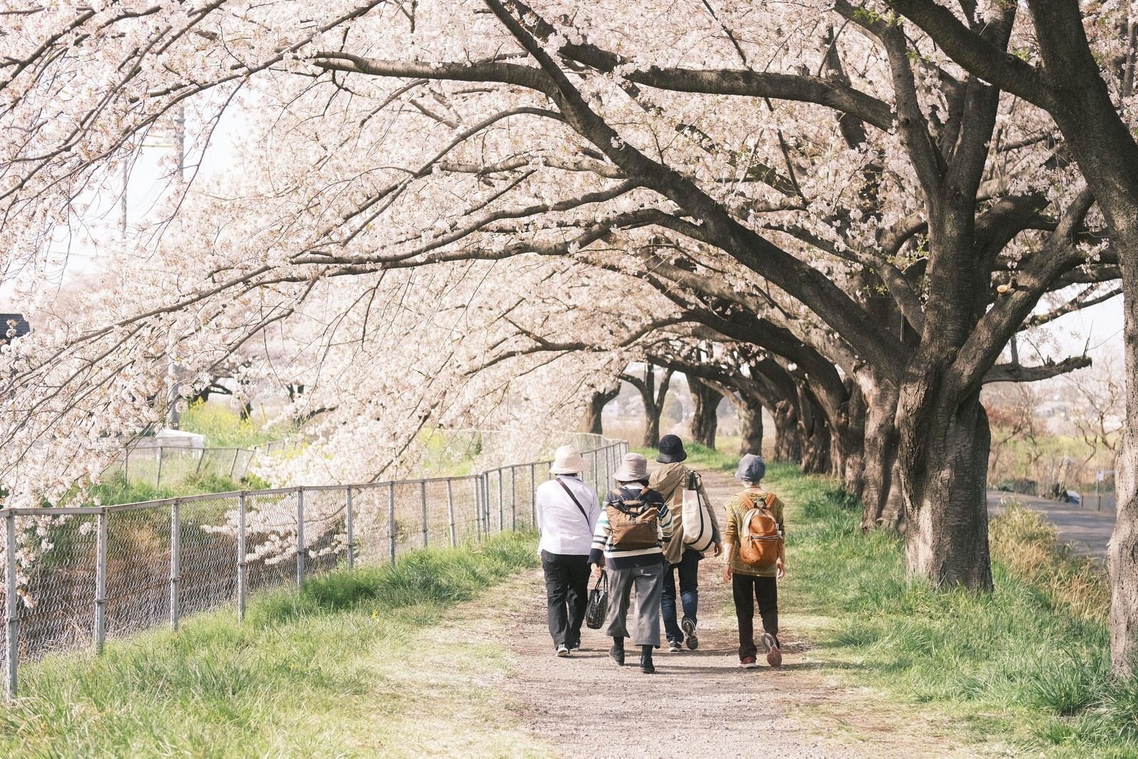 満開の桜並木の下を散歩する家族の後ろ姿