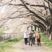 桜並木で花見散歩を楽しむ家族の後ろ姿の写真