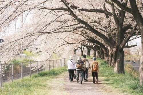 桜並木で花見散歩を楽しむ家族の後ろ姿