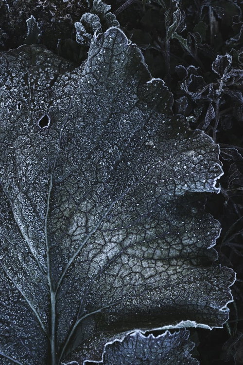 血管のように浮かび上がる葉脈と霜の冬の自然風景