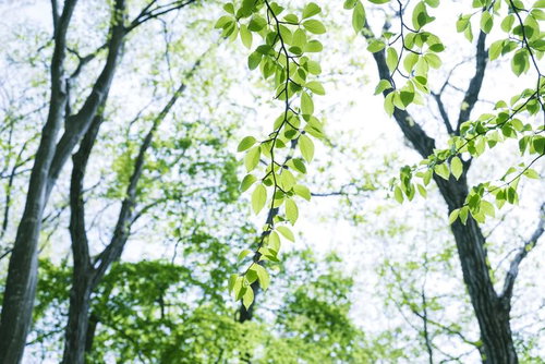 光が差し込む新緑と陽射し、青空の下で輝く樹木