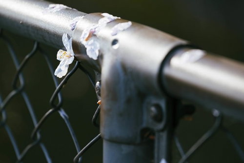 雨で散った桜の花びらが絡まる金網フェンス