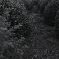 モノクロ調の庭園で丸く刈り込まれた玉ツゲの隙間の写真