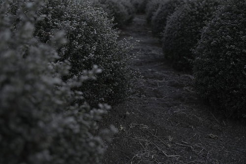 モノクロ調の庭園で丸く刈り込まれた玉ツゲの隙間