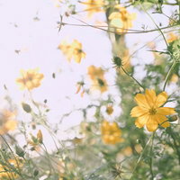 優しい光に包まれるキバナコスモスの花畑と夏の情景の写真