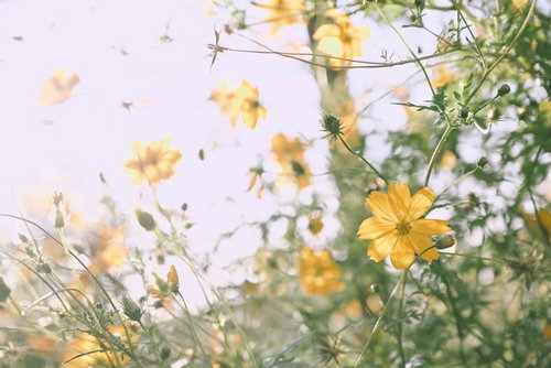 優しい光に包まれるキバナコスモスの花畑と夏の情景