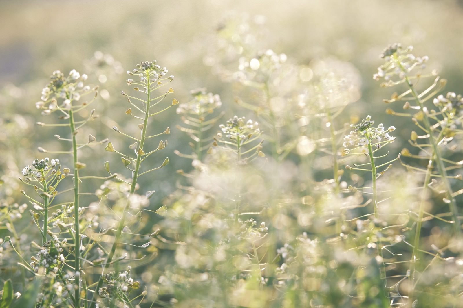 暖かい光に包まれて輝く小さな白いナズナの花
