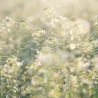 優しい光に包まれる春のナズナの写真