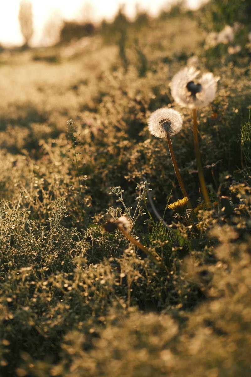 夕日の光に照らされた道端のタンポポの綿毛