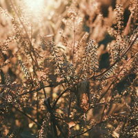 晩秋の野原で夕日に染まる枯れ草の写真