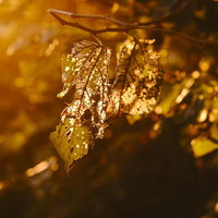 夕日に染まる虫食いの葉を逆光で捉えた一枚の写真