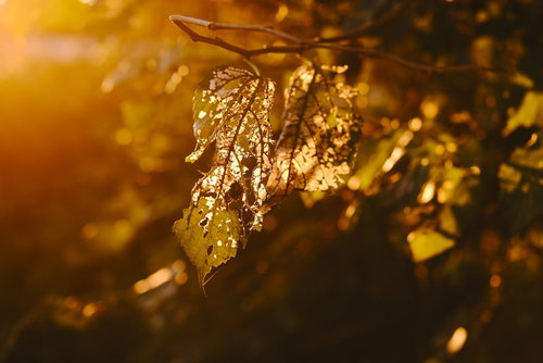 夕日に染まる虫食いの葉を逆光で捉えた一枚