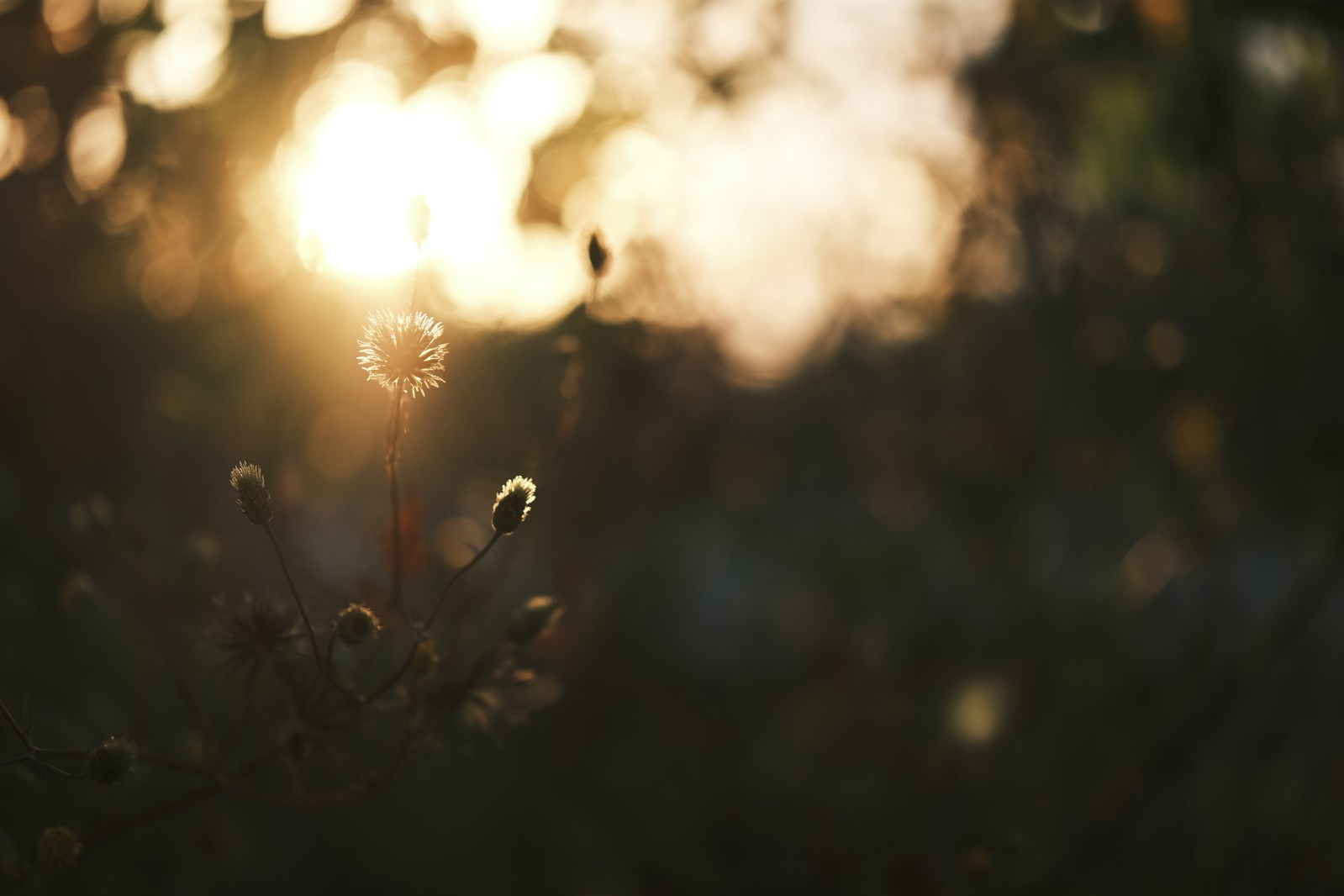 夕日の逆光でシルエットになったセンダングサの植物