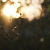 夕日に逆光で浮かび上がるセンダングサのシルエットの写真