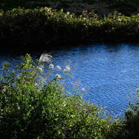 川辺の青い水面の写真