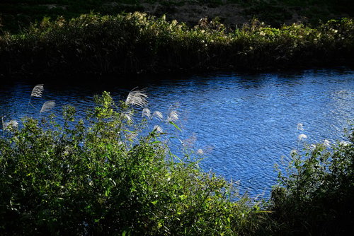 川辺の青い水面
