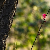 早咲きの紅梅の開花、濃いピンク色の花が枝いっぱいに咲く春の風景の写真